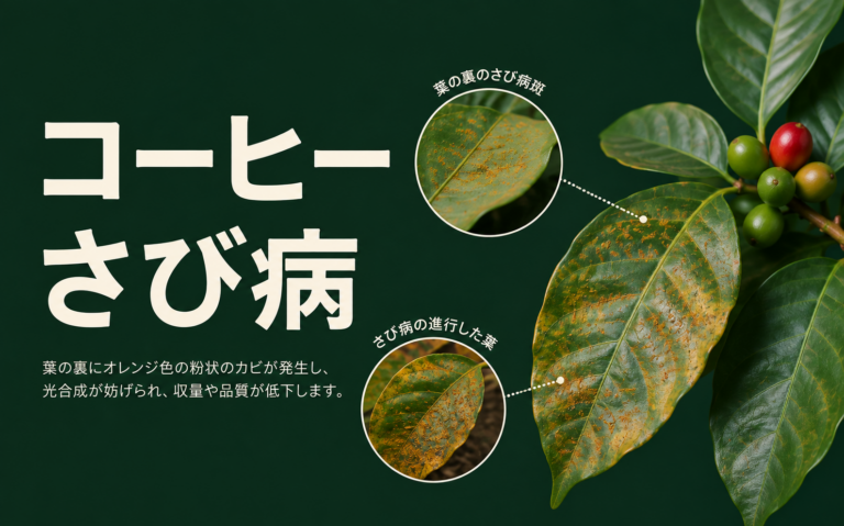コーヒーさび病とは？原因・症状・産地への影響を解説