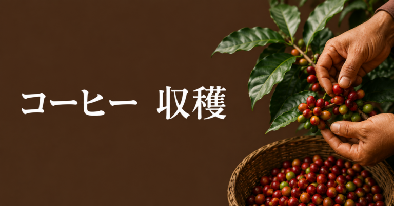 コーヒーの収穫とは？味を左右する完熟チェリーと収穫方法を解説