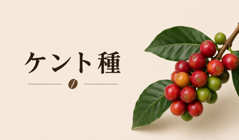 ケント種コーヒーとは？特徴・歴史・味わい・栽培のポイントを解説