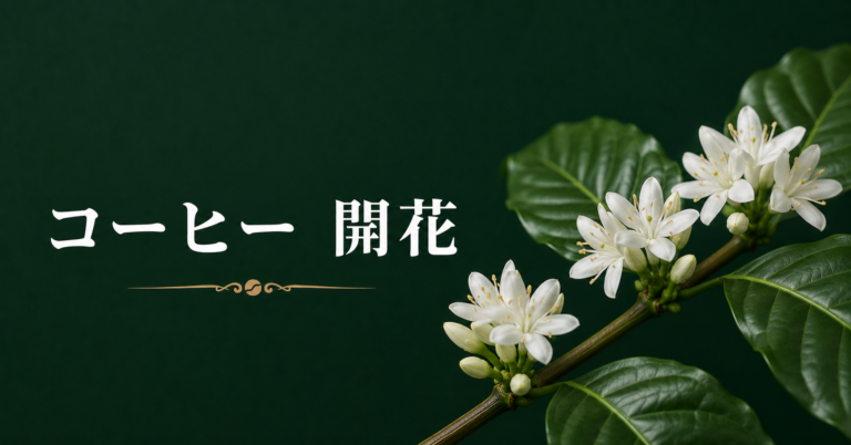 コーヒーの開花とは？花の特徴・収穫までの流れ・品質との関係をわかりやすく解説