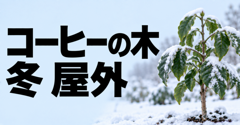 コーヒーの木は冬に屋外で育てられる？寒さ対策と室内へ入れるタイミング