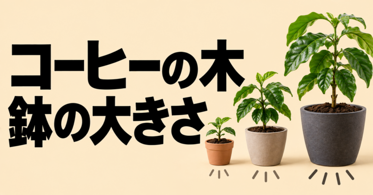 コーヒーの木に合う鉢の大きさは？植え替え目安とサイズ選びを解説
