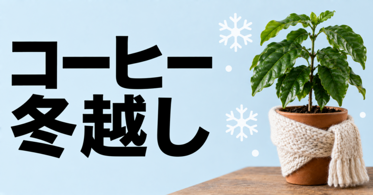 コーヒーの木の冬越し方法は？温度・水やり・置き場所の管理を解説