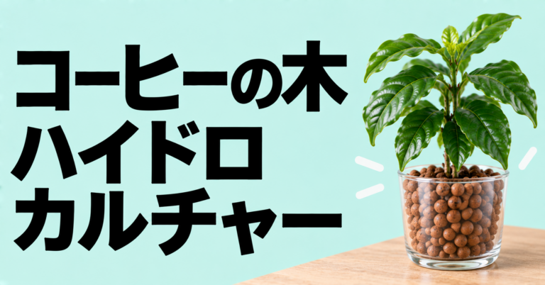 コーヒーの木はハイドロカルチャーで育つ？水位管理と植え替えの注意点