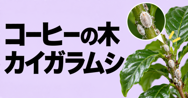 コーヒーの木にカイガラムシがついたら？原因・見分け方・駆除方法を解説