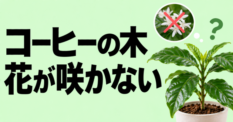 コーヒーの木の花が咲かない原因は？開花条件と育て方の見直し方