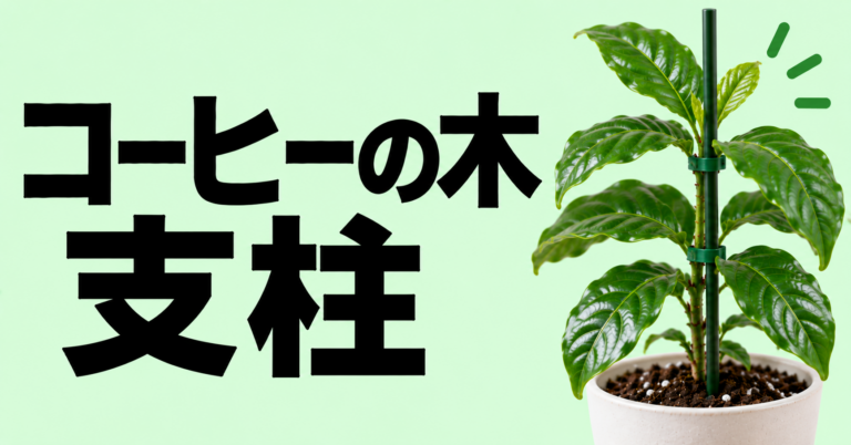 コーヒーの木に支柱は必要?倒れる原因と正しい立て方を解説