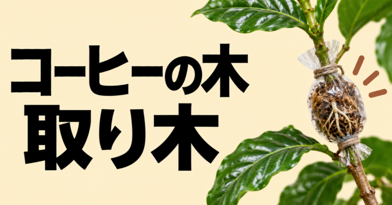コーヒーの木は取り木で増やせる?やり方・時期・失敗しない管理方法を解説