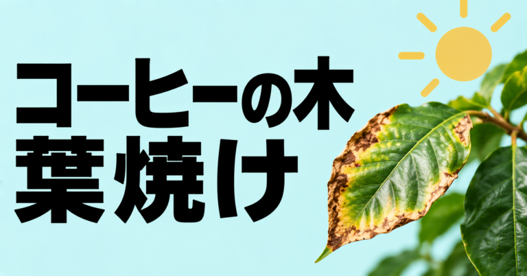 コーヒーの木の葉焼けの原因と対処法｜茶色い葉を防ぐ育て方を解説