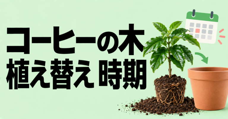 コーヒーの木の植え替え時期はいつ？サイン・準備・注意点を解説