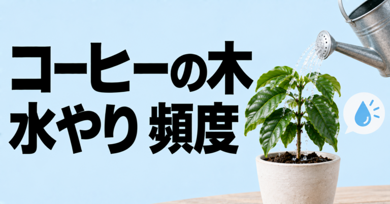 コーヒーの木の水やり頻度は？季節別の目安と失敗しない管理方法を解説