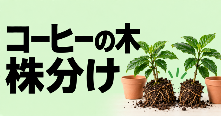 コーヒーの木は株分けできる？増やし方と植え替え時の注意点
